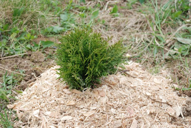 В качестве мульчи для туи идеально подойдет хвойный опад